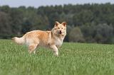 CHIEN FINNOIS DE LAPONIE 679
